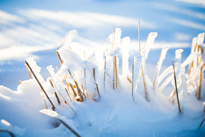 Close-up of snow covered land