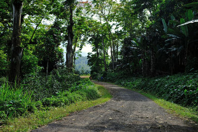 Road amidst trees in forest