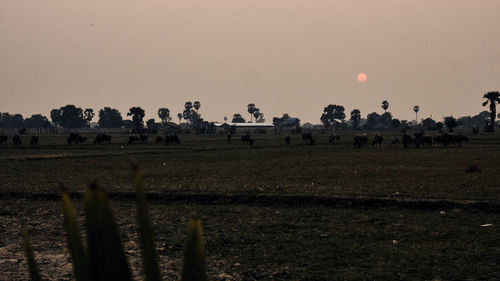 Flock of sheep grazing on field against sky during sunset