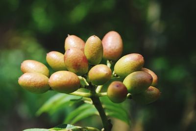 Close-up of fresh fruits on tree