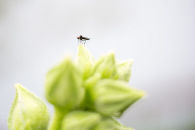 Close-up of insect on leaf against white background