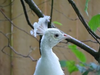 Close-up of peacock