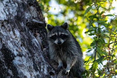 Young raccoon procyon lotor marinus forages for food in naples florida among the forest.