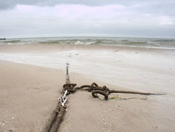 Driftwood on beach
