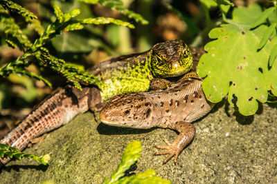 Close-up of a lizard