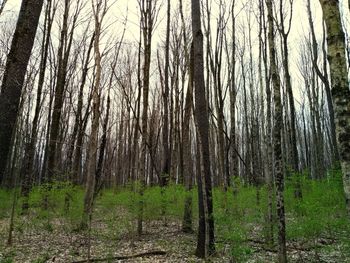 Trees in forest