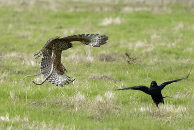 Bird flying in a field