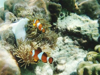 Close-up of fish swimming in sea