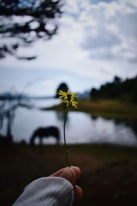 Close-up of hand holding yellow flowering plant against lake