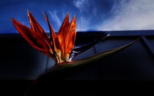 Close-up of plant against blurred background