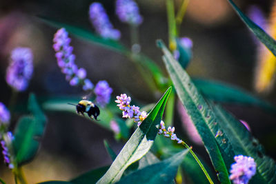 Close-up of insect on purple flowering plant