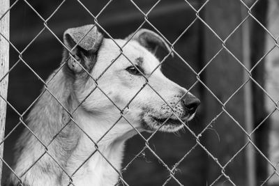 Close-up of dog seen through chainlink fence