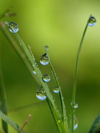 Close-up of water drops on blade of plant
