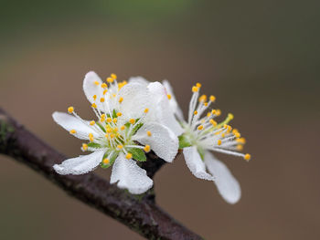 Close-up of white cherry blossom