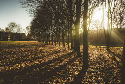 Trees on field against sky