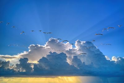 Low angle view of birds flying against sky