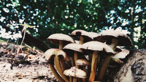 Close-up of mushrooms growing in forest