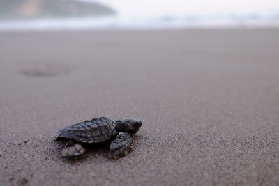 Close-up of hatchling at beach