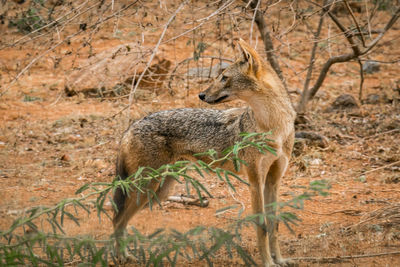 Side view of lizard on land