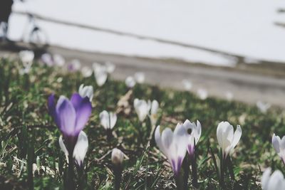 Close-up of white crocus flowers on field