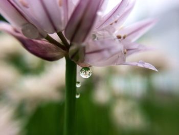 Close-up of water drops on flower
