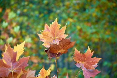 Close-up of maple leaves on plant