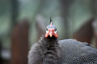 A helmeted guineafowl - numida meleagris