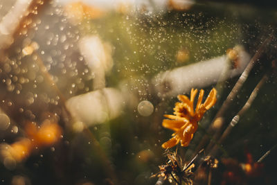 Close-up of wet flower on window during rainy season