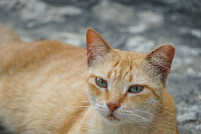 Close-up portrait of cat looking into camera