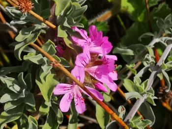 Close-up of pink flowering plant