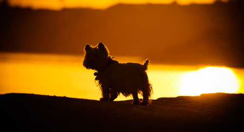 West highland white terrier on field during sunset