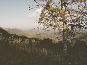 Tree on cliff against mountains