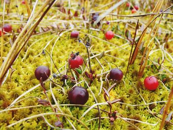 Close-up of cranberries growing on plant