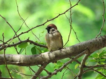 Low angle view of bird perching on tree