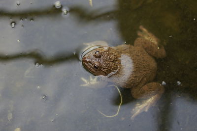 High angle view of turtle in water