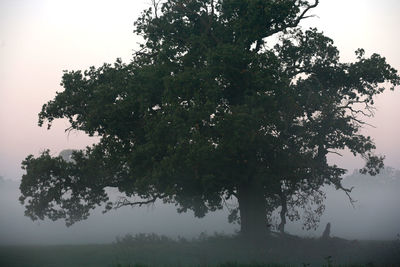 Tree against clear sky