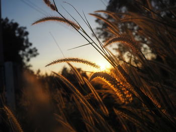 Close-up of plants against sunset sky