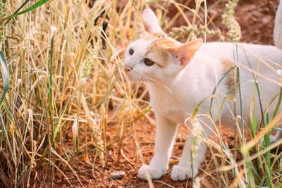 View of a cat looking away