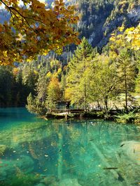 Trees by lake in forest during autumn
