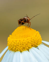 Close-up of insect on yellow flower