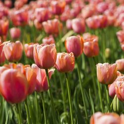 Close-up of red tulip flowers on field
