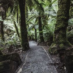 Footpath amidst trees in forest