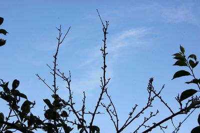 Low angle view of silhouette trees against blue sky