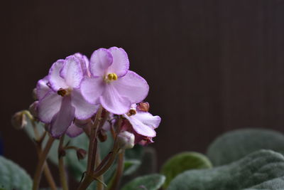 Close-up of pink orchid flowers