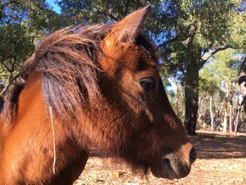 Close-up of horse on field