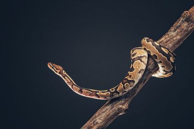 Close-up of snake against black background