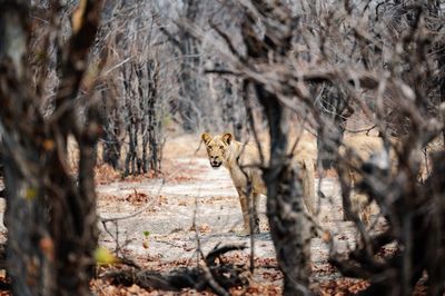 Portrait of cheetah on field