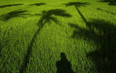 High angle view of corn field