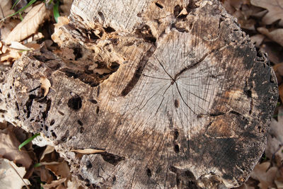 Close-up of tree stump in forest