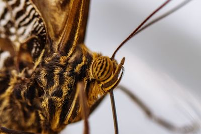 Close-up of insect